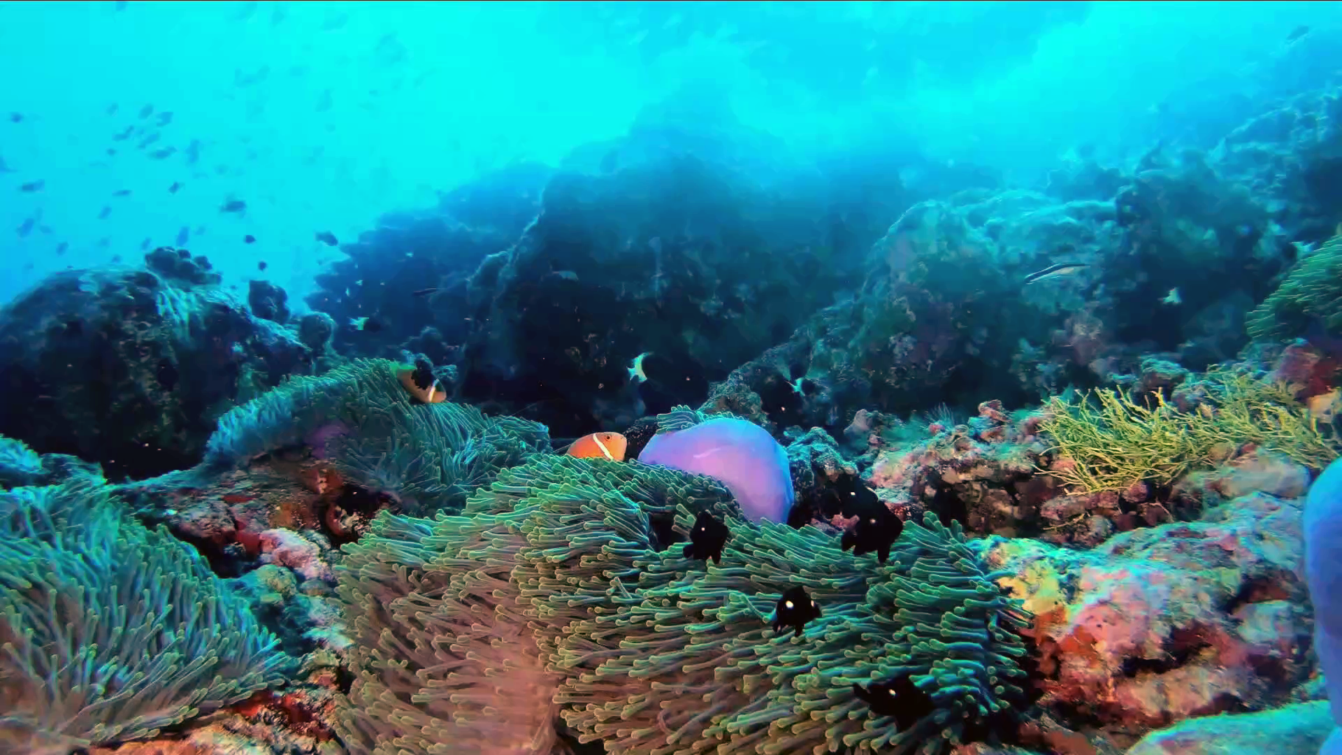 anemone Ritteri - magnificent sea anemone - anemone magnifica - Heteractis magnifica - intotheblue.it