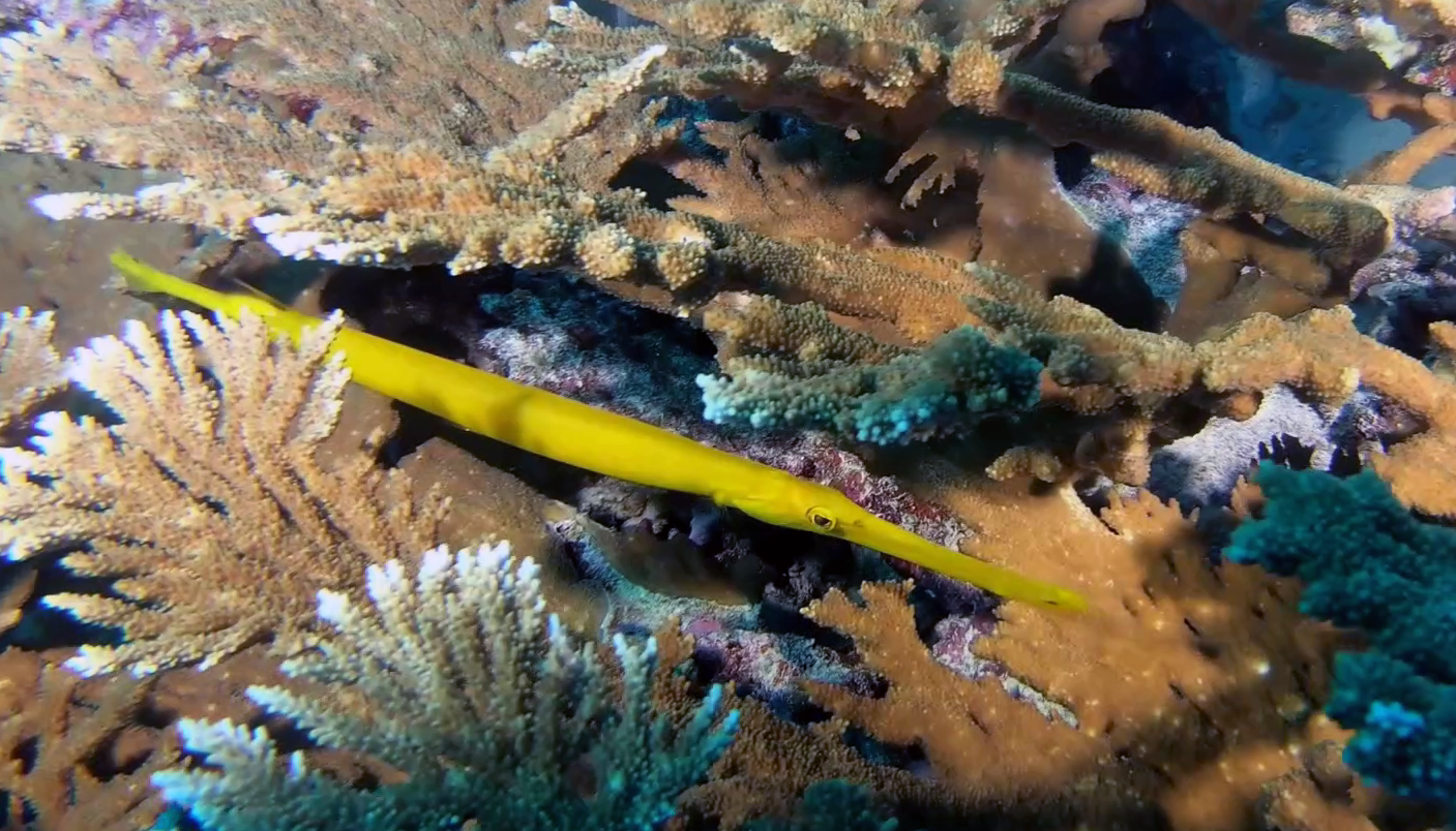 Pesce Trombetta cinese - Aulostomus chinensis - Chinese Trumpetfish - intotheblue.it