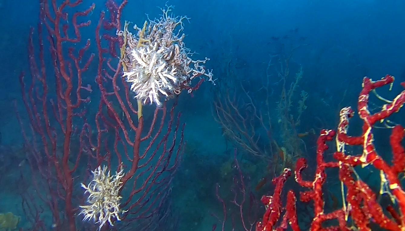 Filograna implexa - Salmacina incrustans and Astrospartus mediterraneus - Filograna di mare - intotheblue.it