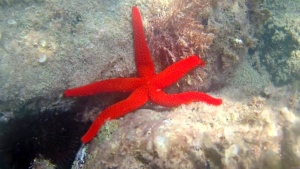 Stella marina rossa - Echinaster sepositus