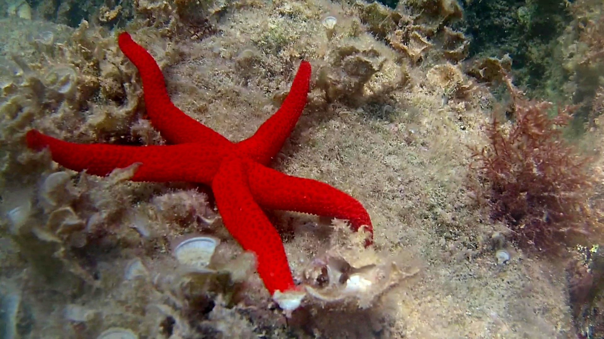 Stella Marina rossa - Echinaster sepositus - Star red of Mediterranean sea - intotheblue.it