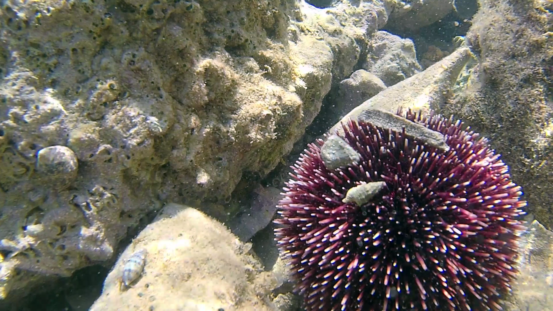 Riccio di Prateria - Sphaerechinus granularis - Purple sea Urchin - intotheblue.it