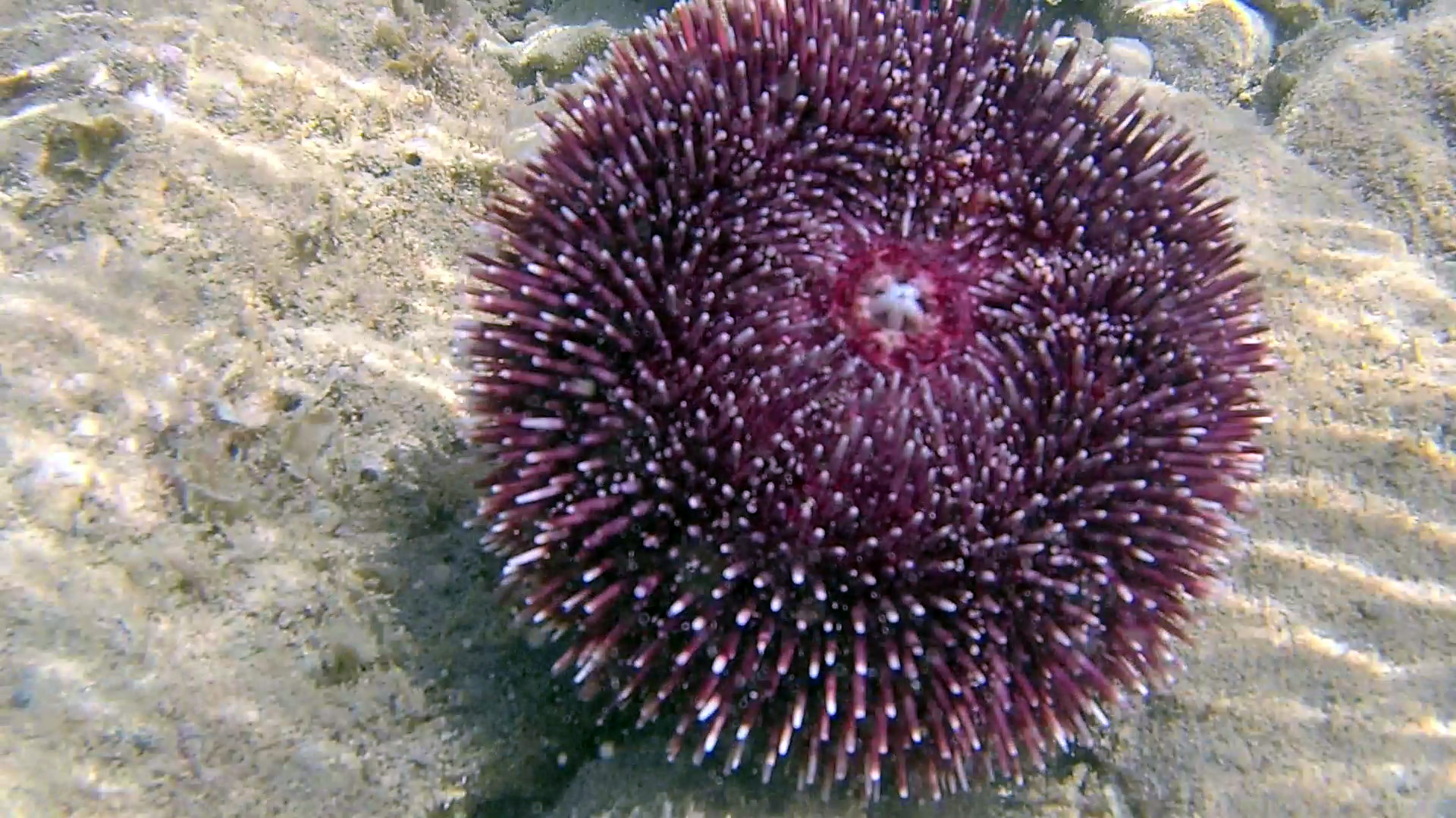 Riccio di Prateria - Sphaerechinus granularis - Purple sea Urchin - lato inferiore - bottom side - intotheblue.it