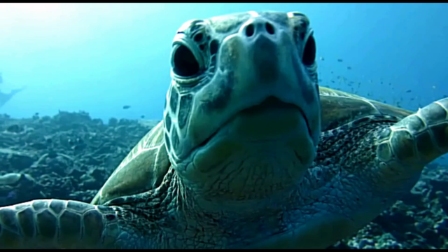 La Tartaruga marina Caretta caretta - The Loggerhead sea Turtle - intotheblue.it