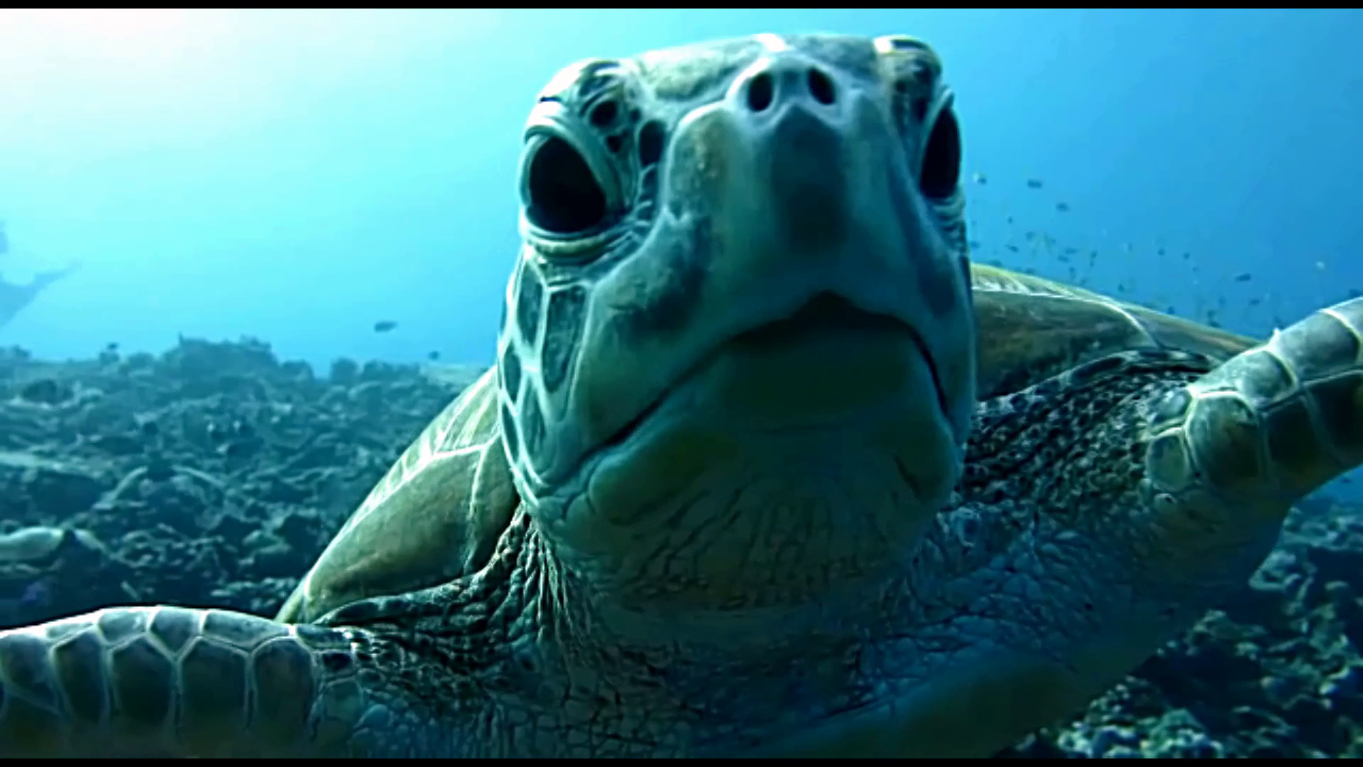 La Tartaruga marina Caretta caretta - The Loggerhead sea Turtle - intotheblue.it