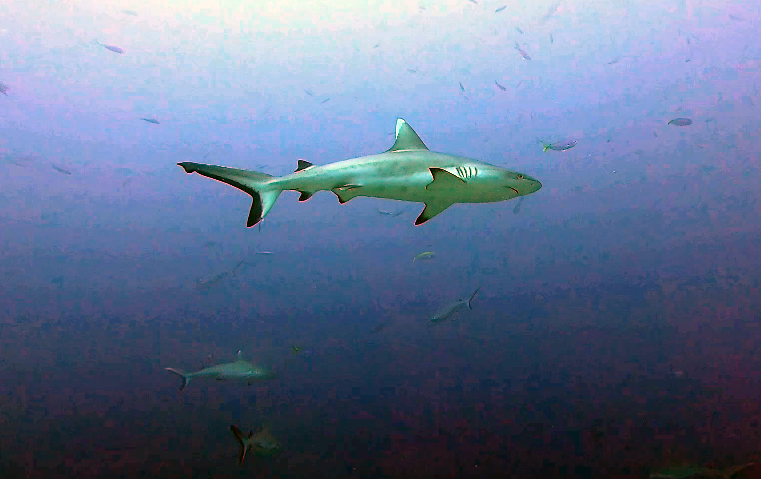 Squalo grigio - Carcharhinus amblyrhynchos - Grey reef Shark - intotheblue.it
