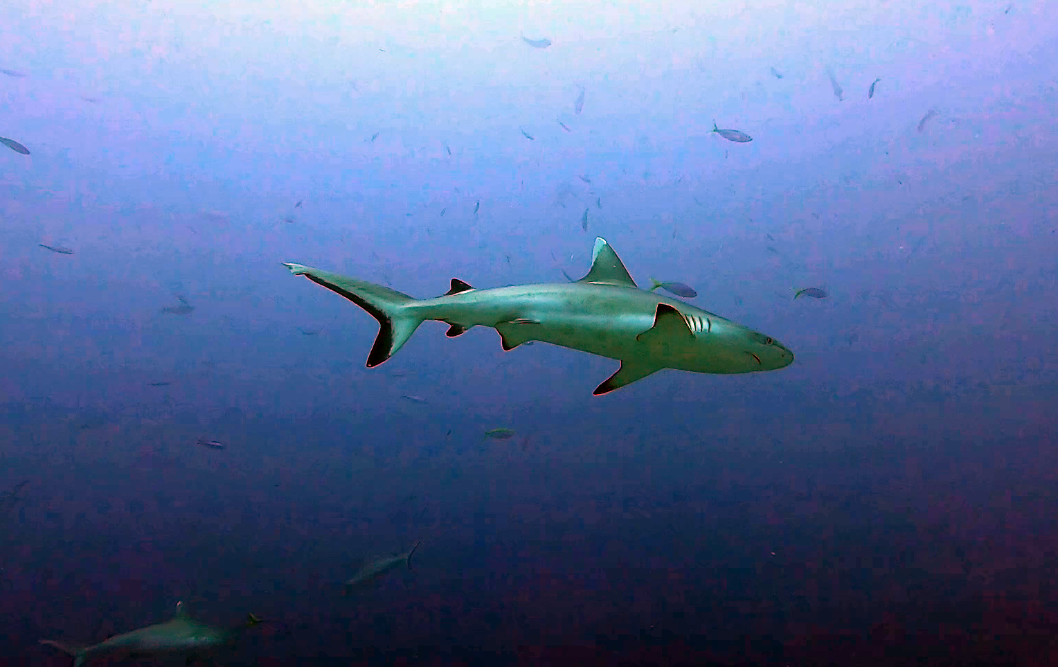 Squalo grigio - Carcharhinus amblyrhynchos - Grey reef Shark - intotheblue.it
