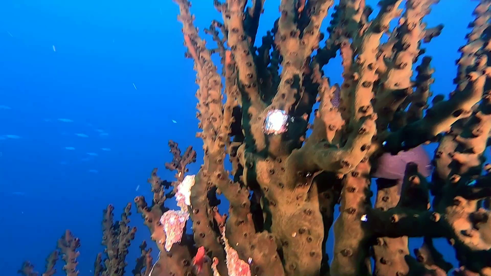 Black Turret coral - Corallo Tubastraea micranthus - intotheblue.it