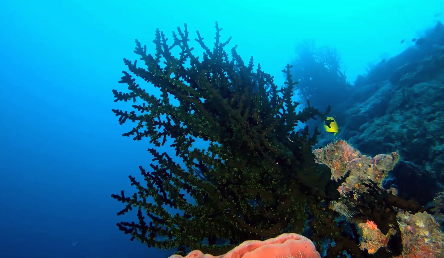 Black Turret coral - Corallo Tubastraea micranthus - intotheblue.it