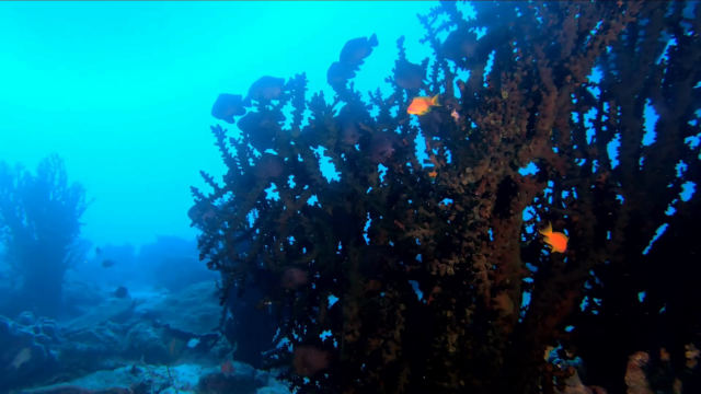 Black Turret coral - Corallo Tubastraea micranthus - intotheblue.it