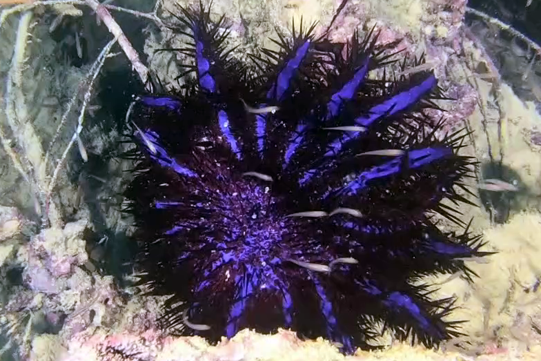 Corona di spine Acanthaster planci Crown of thorns