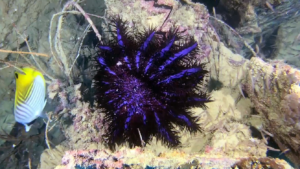 Stella Corona di Spine - Acanthaster planci - Crown-of-thorns Starfish - intotheblue.it