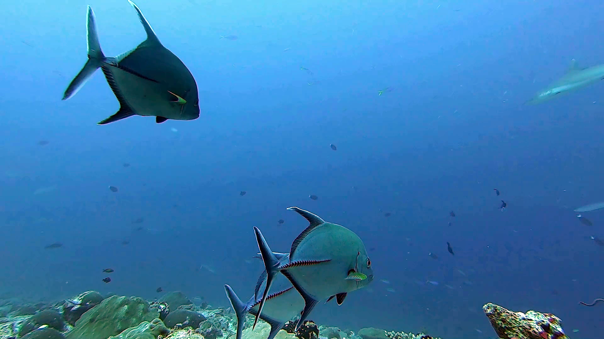 Black jack - Trevally nero - Caranx lugubris - black Trevally - intotheblue.it