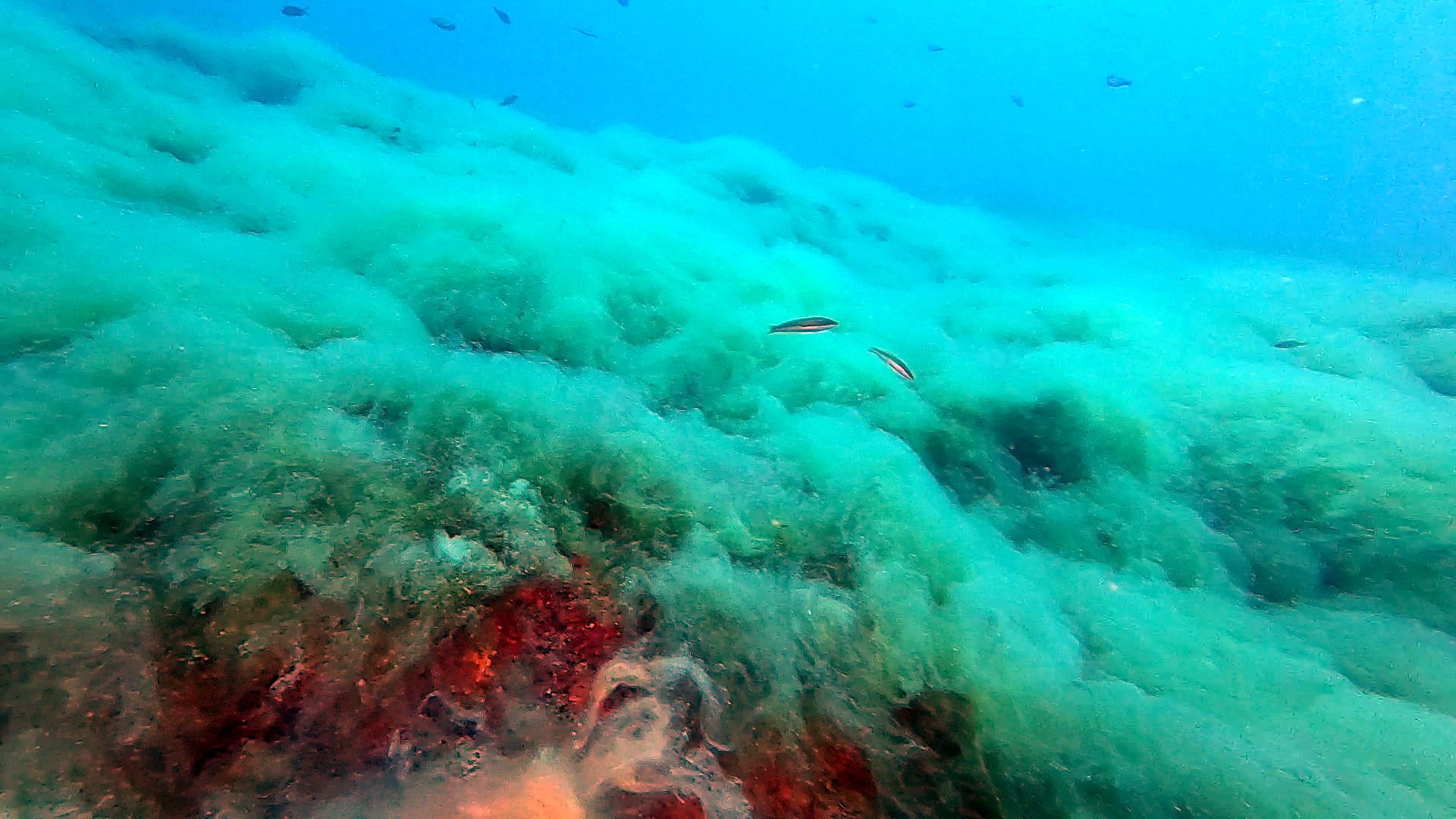 Mucillagine marina - Effetti dei cambiamenti climatici nel Mediterraneo - The Sea Snot or marine Mucilage - Effects of climate change in the Mediterranean Sea - intotheblue.it