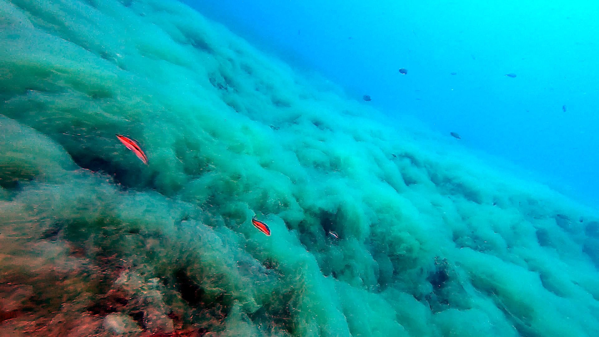 Mucillagine marina - Effetti dei cambiamenti climatici nel Mediterraneo - The Sea Snot or marine Mucilage - Effects of climate change in the Mediterranean Sea - intotheblue.it