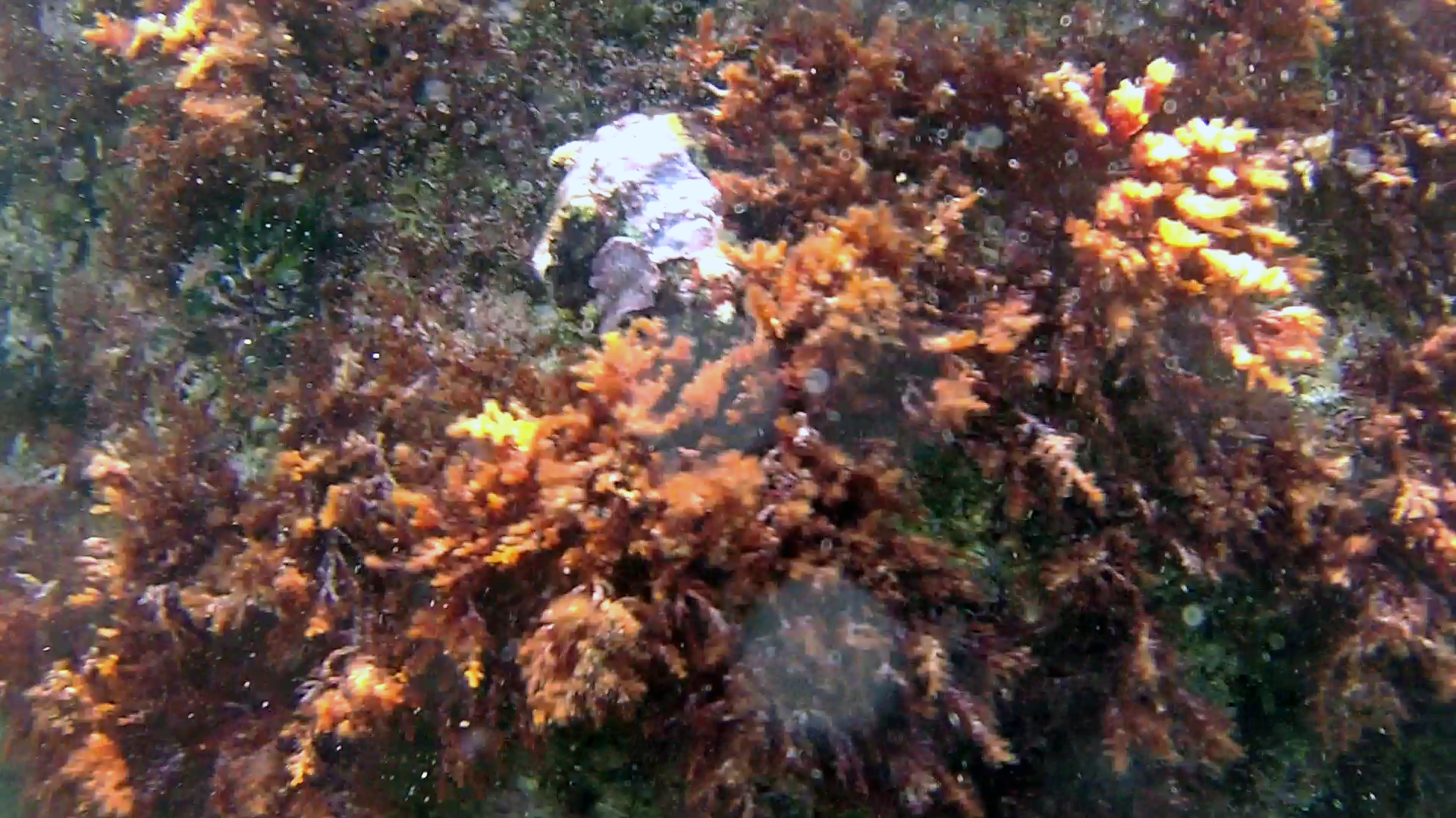 Conchiglia Stramonita haemastoma - Red-mouthed rock shell - intotheblue.it