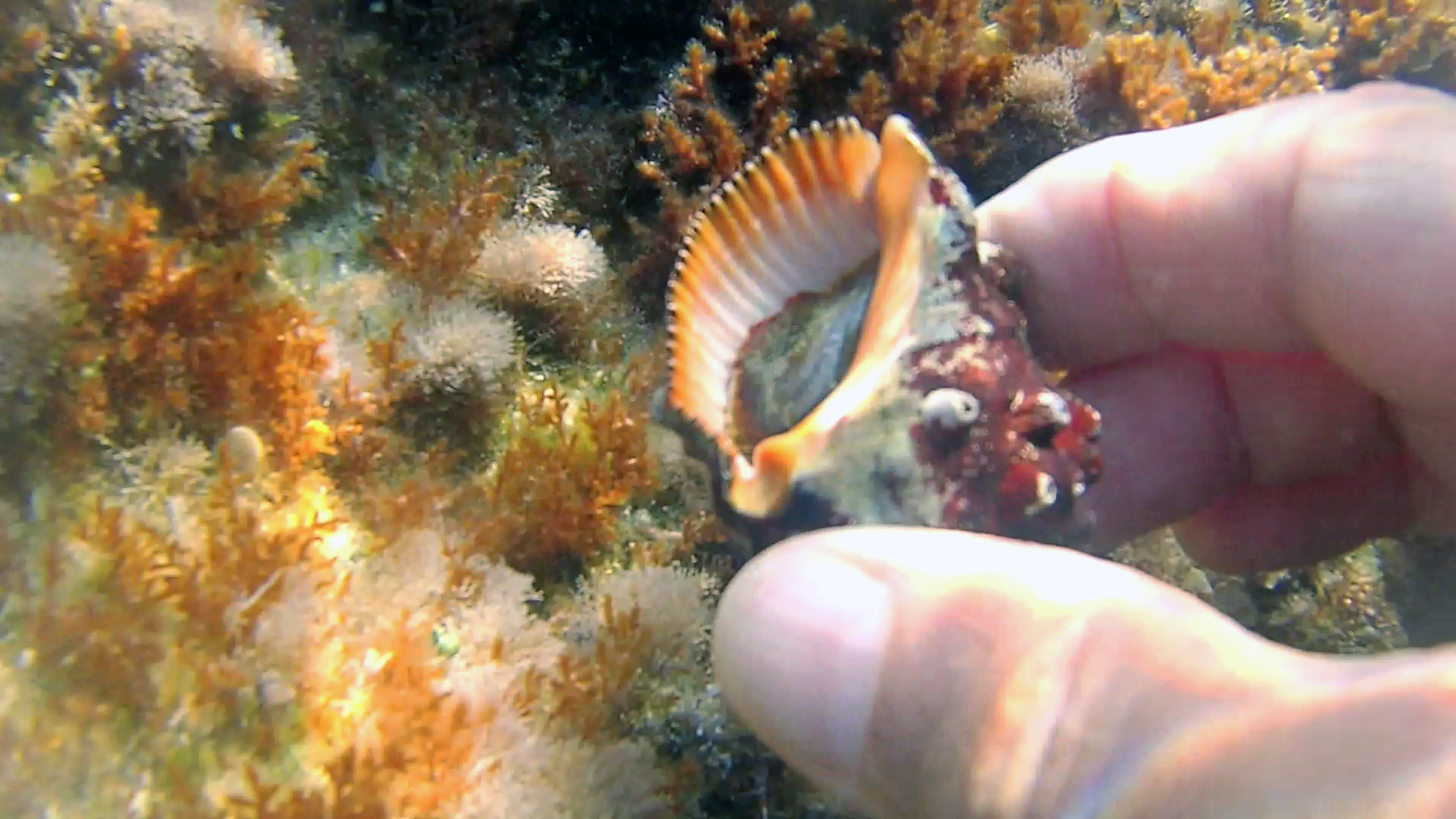 Conchiglia Stramonita haemastoma - Red-mouthed rock shell - intotheblue.it