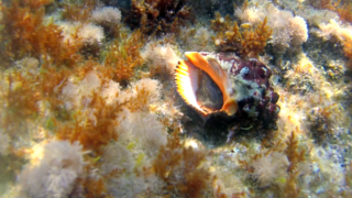 The Red-mouthed rock shell