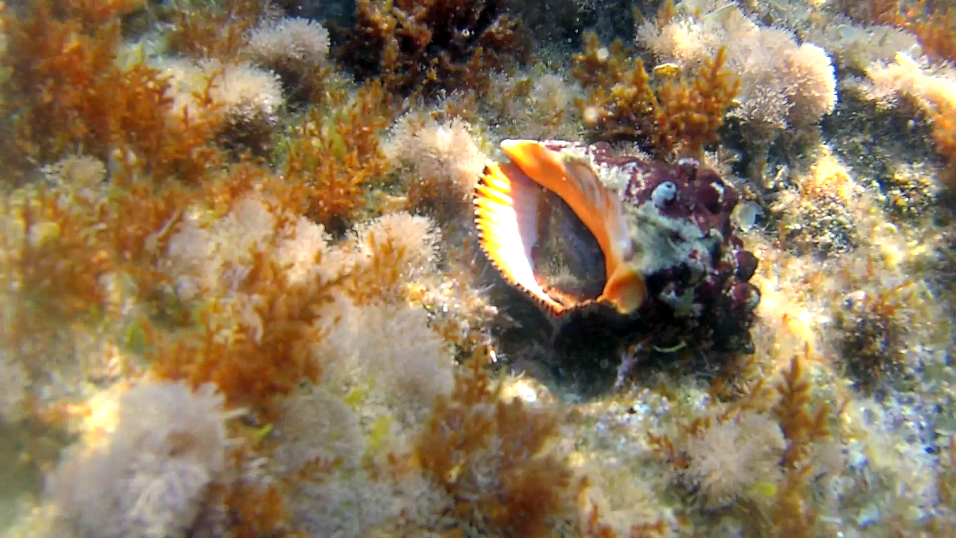 Conchiglia Stramonita haemastoma - Red-mouthed rock shell - intotheblue.it