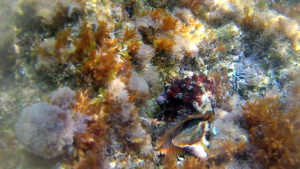 Conchiglia Stramonita haemastoma - Red-mouthed rock shell - intotheblue.it