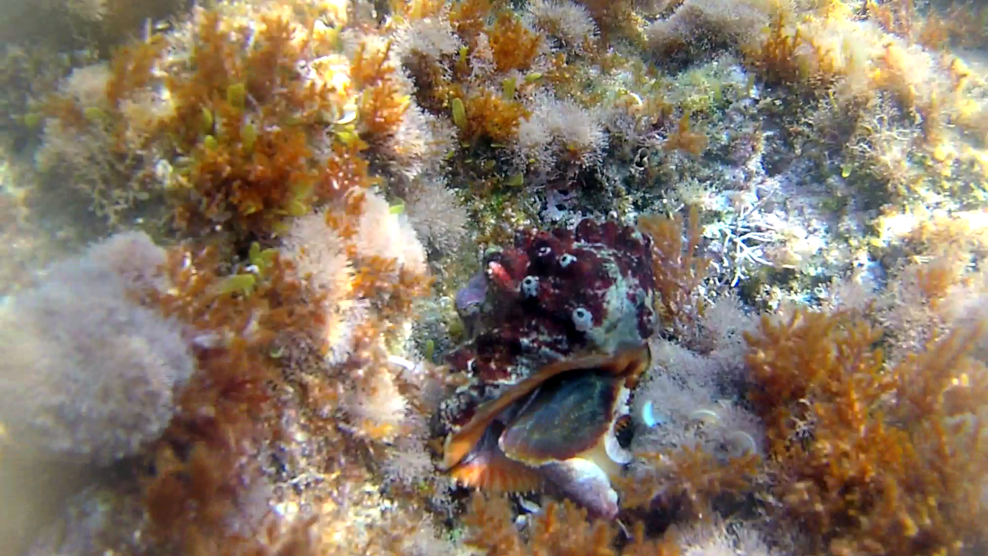 Conchiglia Stramonita haemastoma - Red-mouthed rock shell - intotheblue.it