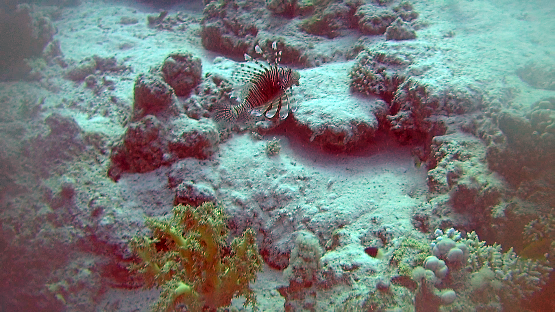 Pesce Leone - Pesce Scorpione - Pterois volitans - Red Lionfish - intotheblue.it