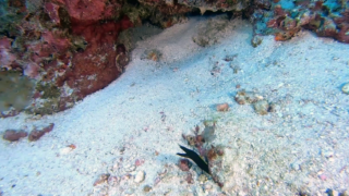 Ribbon eel - Rhinomuraena quaesita