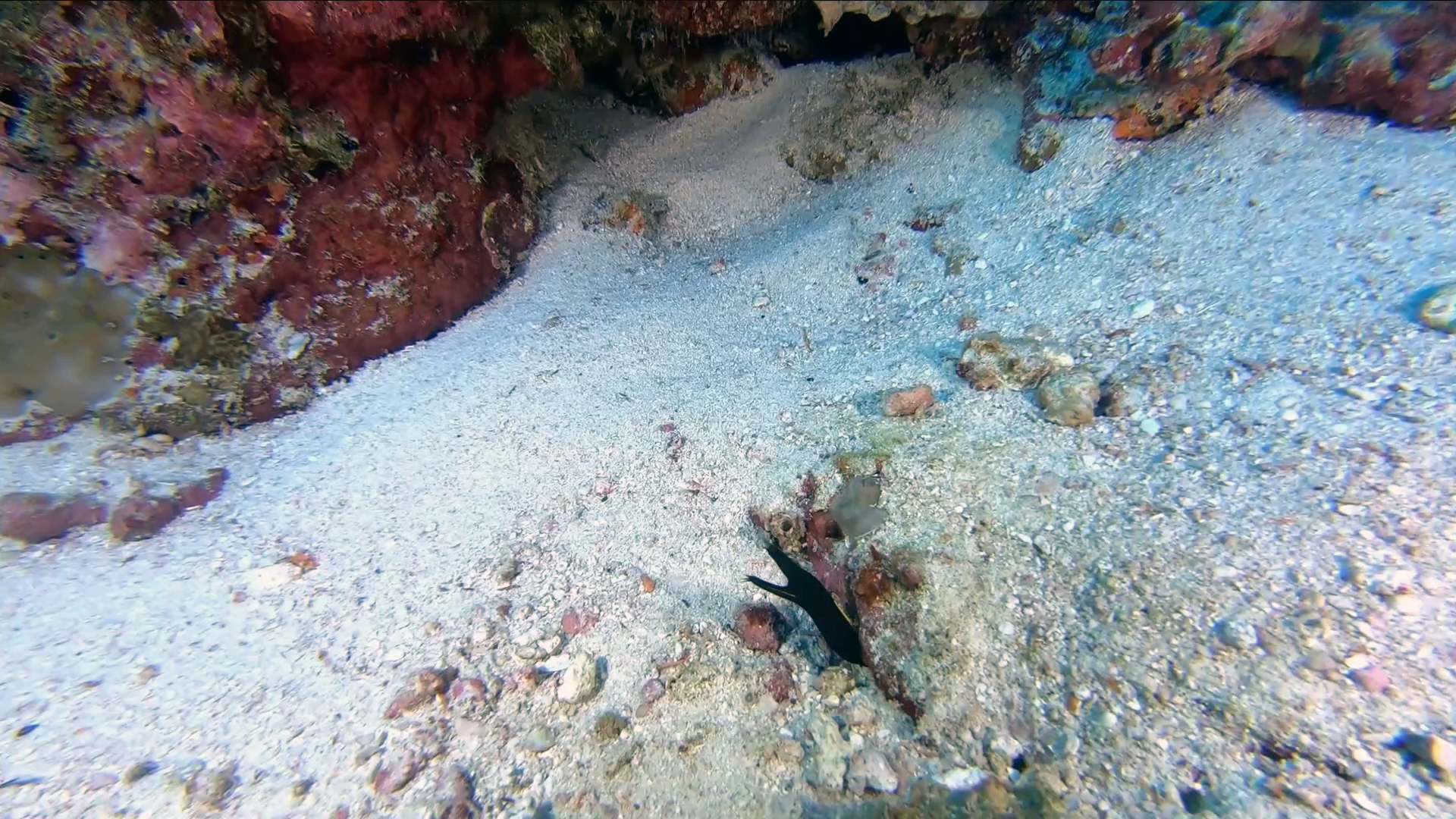 Murena a nastro nera (presunta fase giovanile) - Ribbon eel in black (presumed juvenile stage) - Rhinomuraena quaesita - intotheblue.it