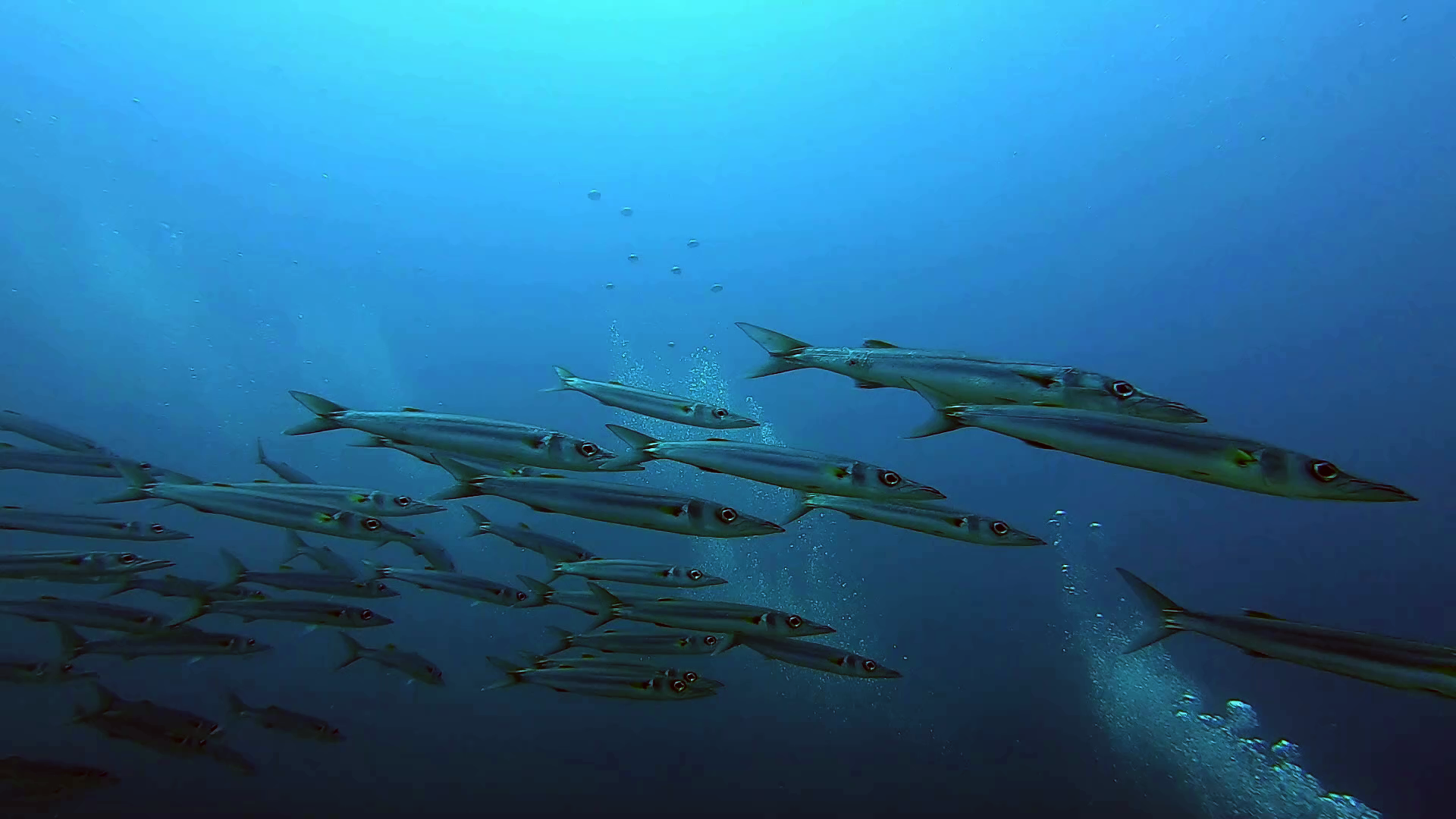 Il grande Barracuda - Sphyraena barracuda - The great Barracuda - intotheblue.it