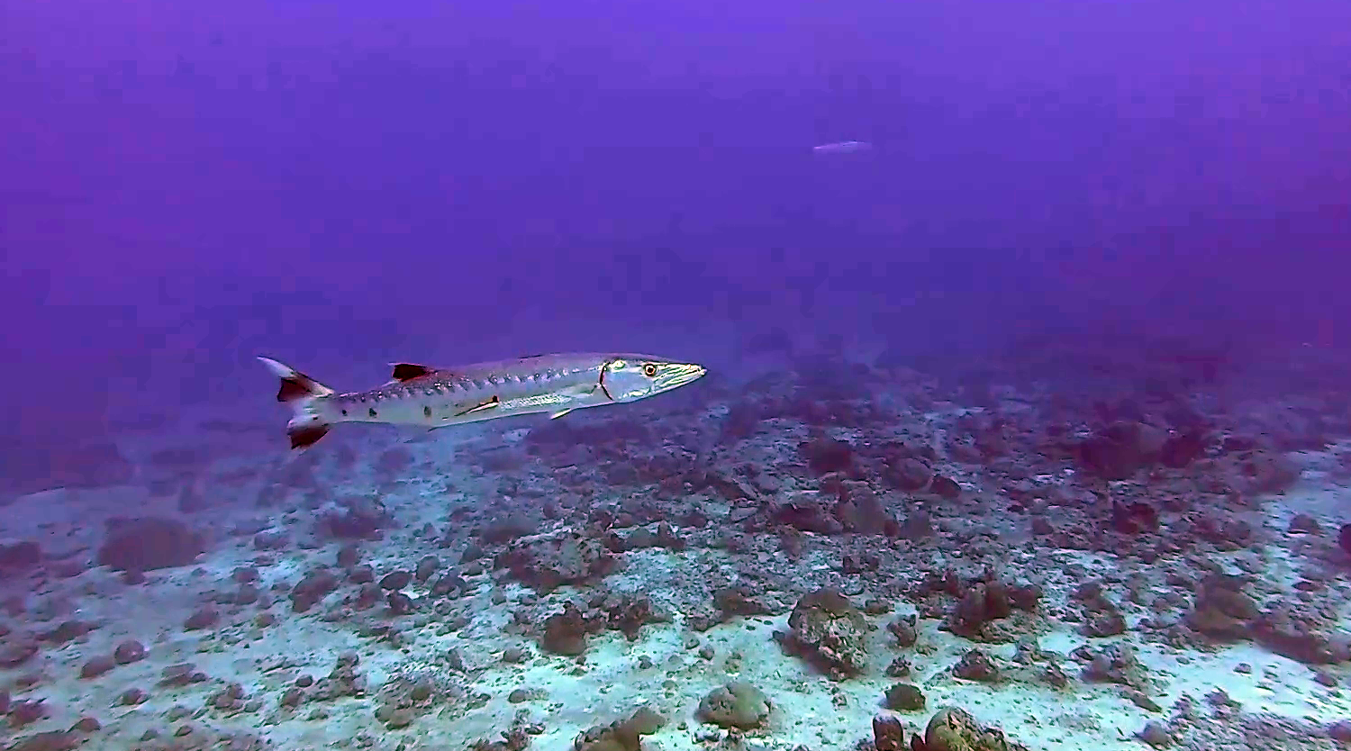 Il grande Barracuda - Sphyraena barracuda - The great Barracuda - intotheblue.it