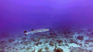 Grande Barracuda - Sphyraena barracuda