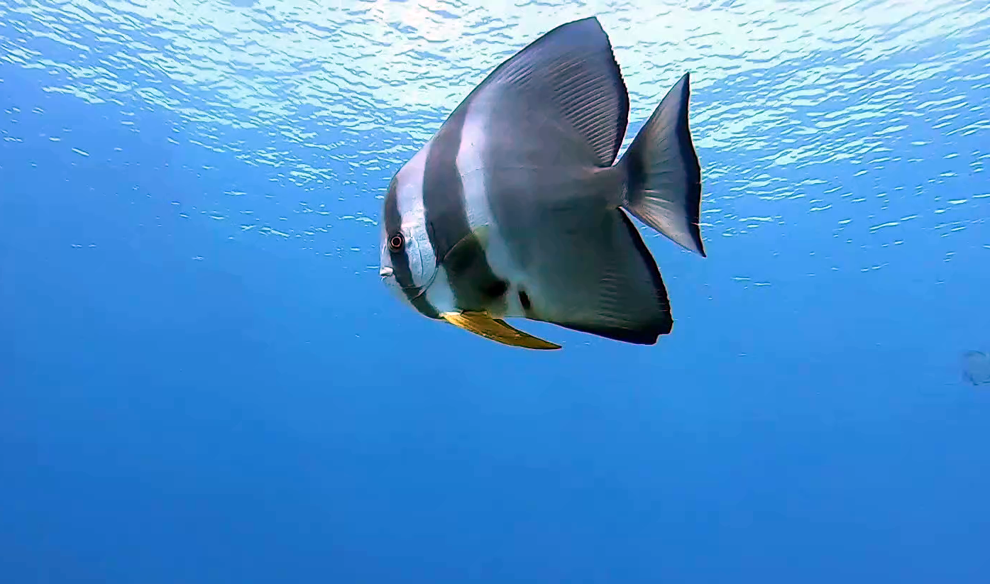 pesce Pipistrello - orbicular Batfish - Platax orbicularis - intotheblue.it