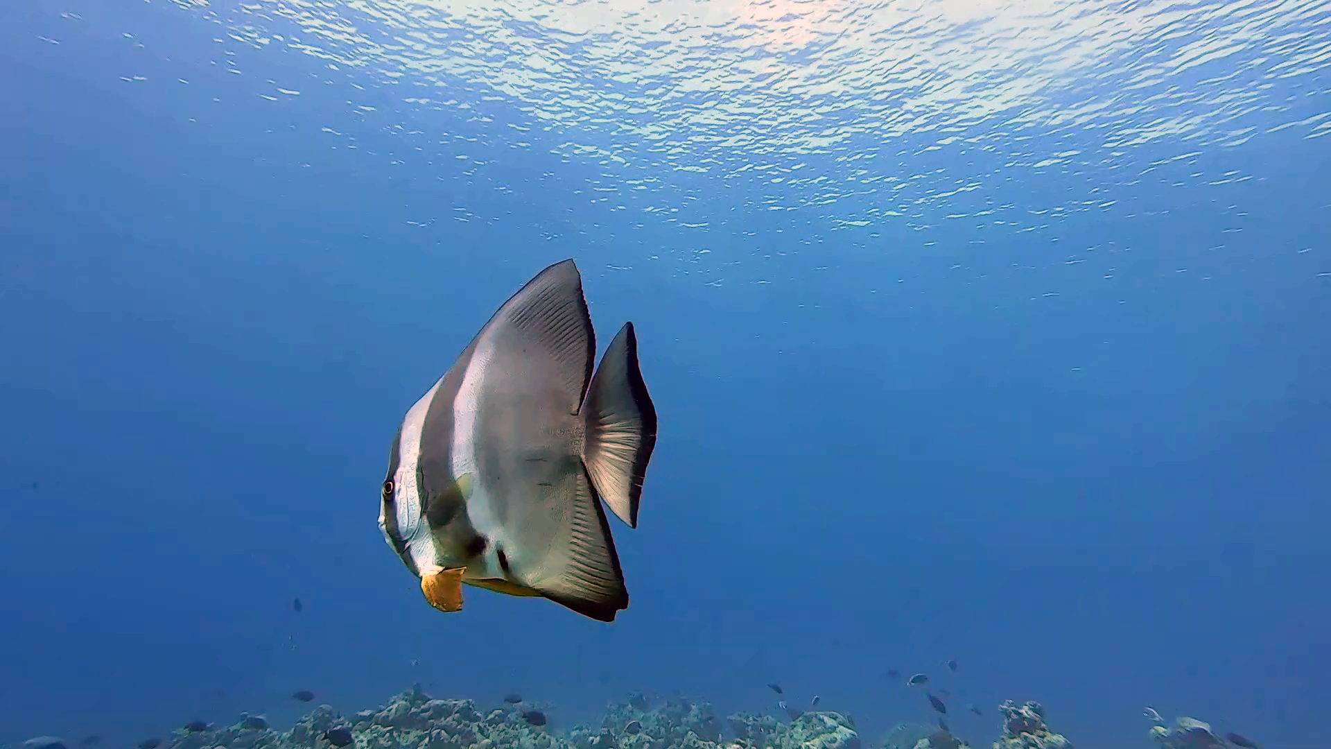 pesce Pipistrello - orbicular Batfish - Platax orbicularis - intotheblue.it