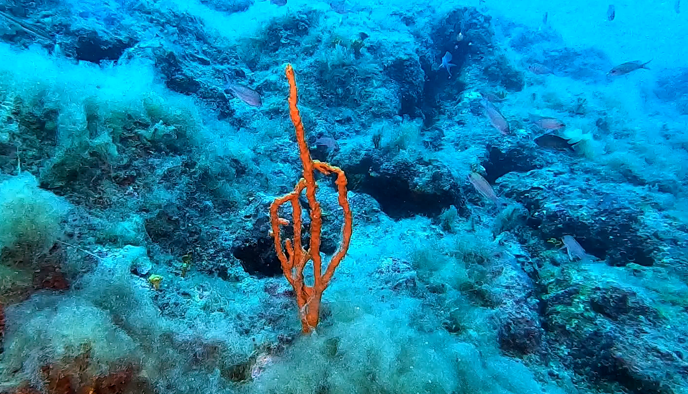 La Spugna ramificata - Axinella polypoides - The Common Antlers Sponge - intotheblue.it