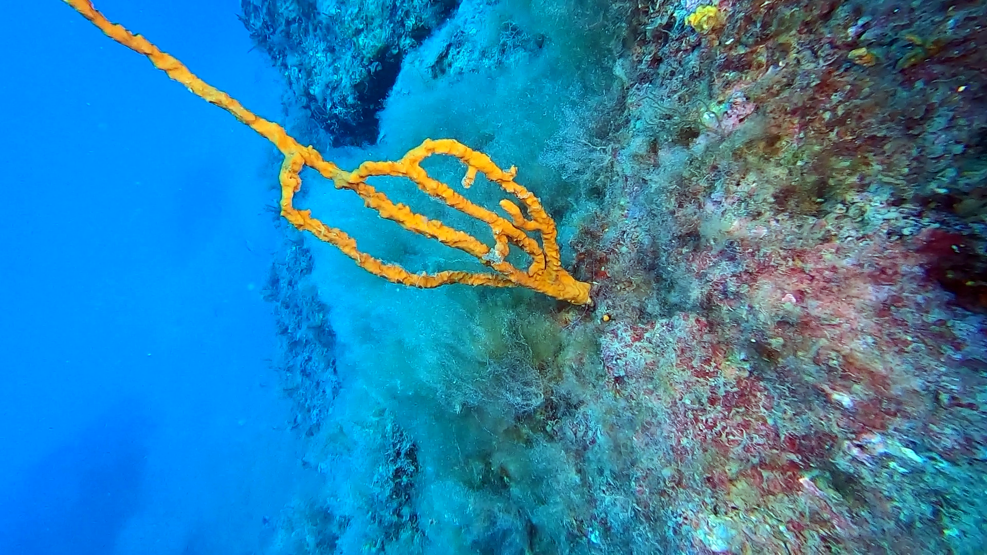 La Spugna ramificata - Axinella polypoides - The Common Antlers Sponge - intotheblue.it