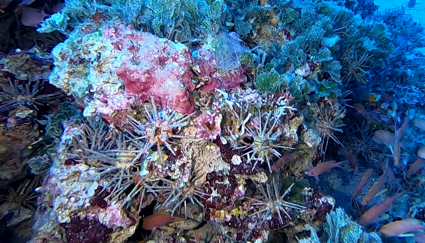 invasione di ricci Matita - invasion of Stylocidaris affinis sea urchins - intotheblue.it