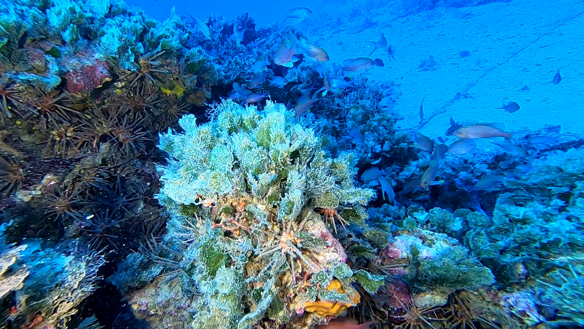 invasione di ricci Matita - invasion of Stylocidaris affinis sea urchins - intotheblue.it