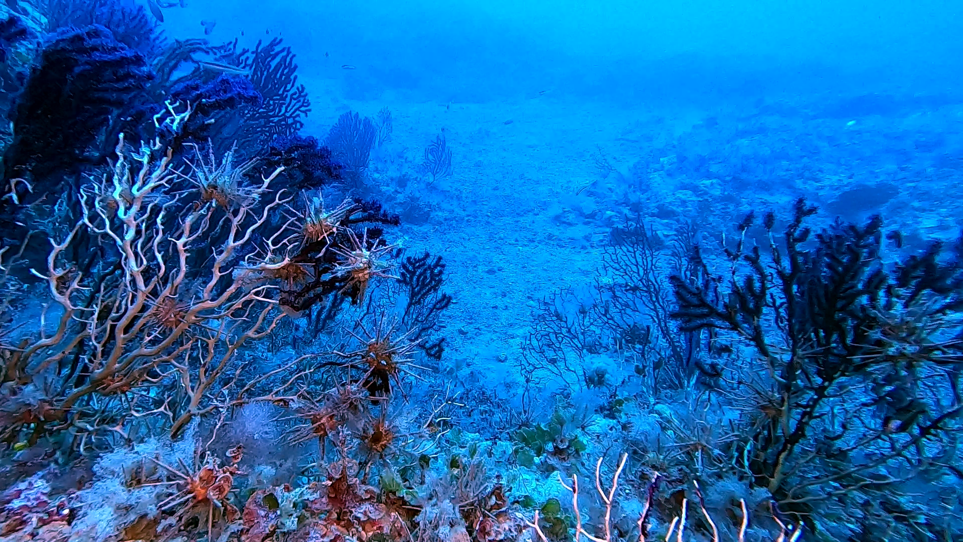 invasione di ricci Matita - invasion of Stylocidaris affinis sea urchins - intotheblue.it