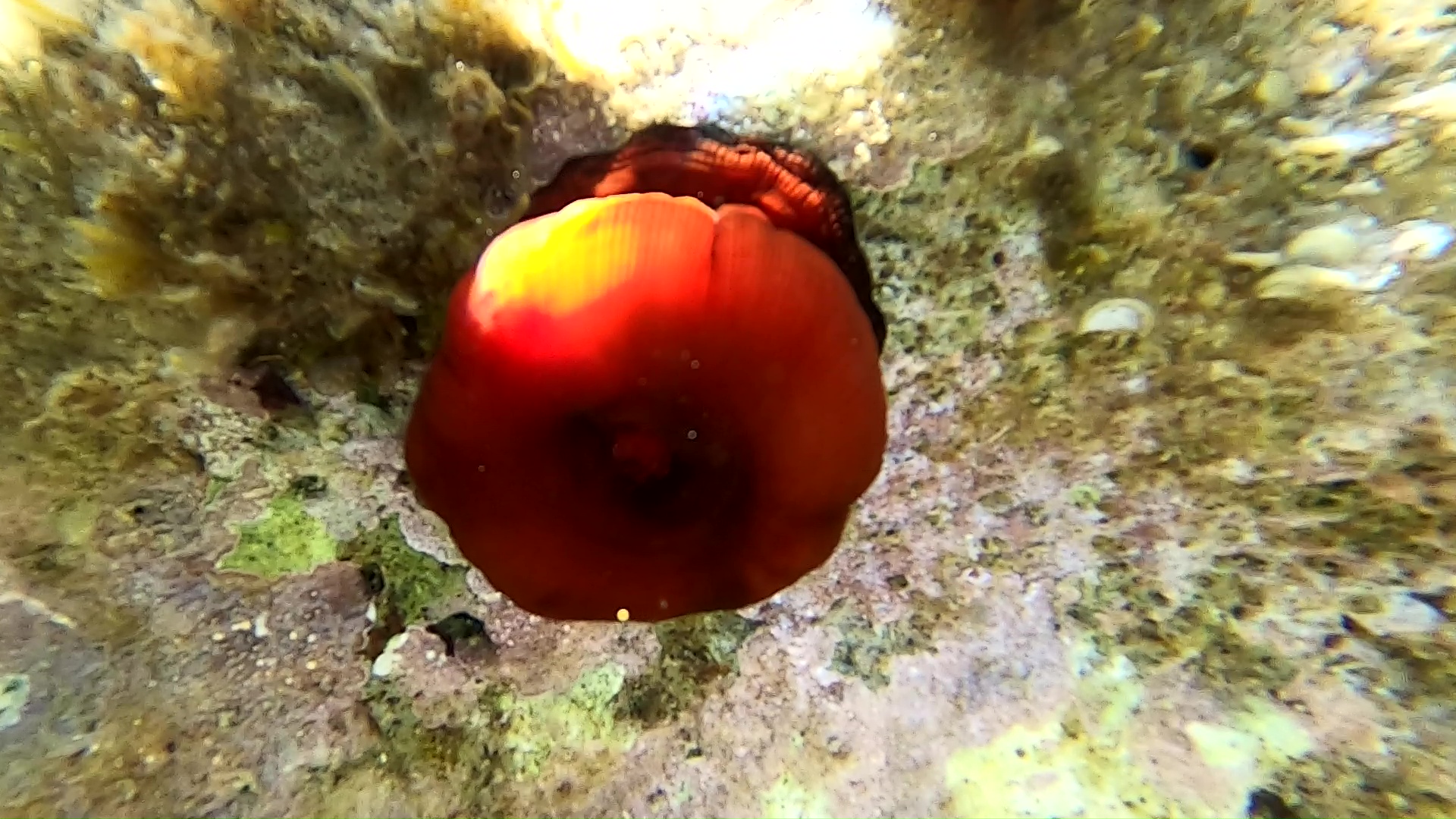 Snorkeling Actinia equina Pomodoro di mare Beadlet anemone intotheblue.it