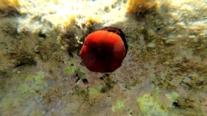 Snorkeling Actinia equina Pomodoro di mare Beadlet anemone intotheblue.it