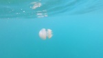 Medusa Polmone di mare Barrel jellyfish Rhizostoma pulmo intotheblue.it