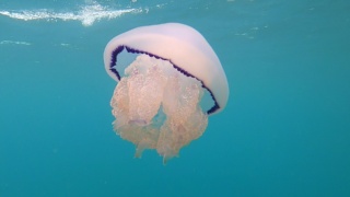 Barrel jellyfish - Rhizostoma pulmo