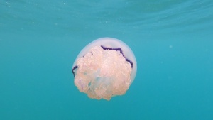 Medusa Polmone di mare Barrel jellyfish Rhizostoma pulmo intotheblue.it
