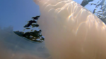 Polmone di mare parzialmente mangiato dai pesci - Barrel jellyfish eaten by fish - Rhizostoma pulmo - intotheblue.it