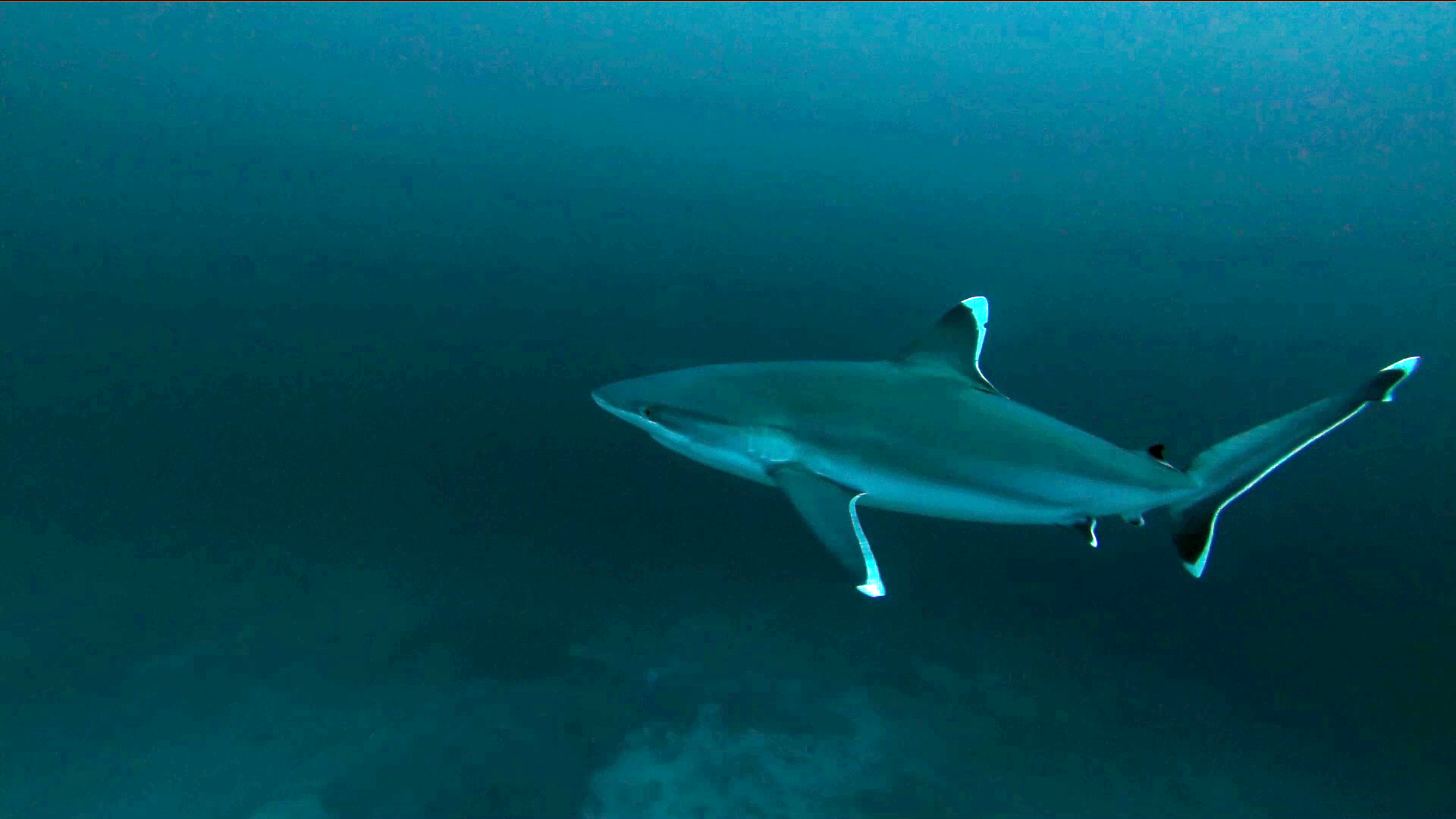 The silvertip Shark - Carcharhinus albimarginatus - Squalo dalle punte argentee - intotheblue.it