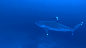 The silvertip Shark - Carcharhinus albimarginatus - Squalo dalle punte argentee - intotheblue.it