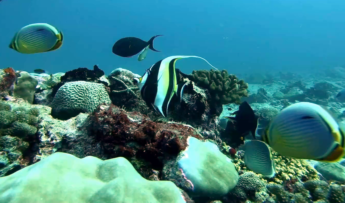 Il pesce Idolo Moresco - The Moorish idol - Zanclus cornutus - intotheblue.it