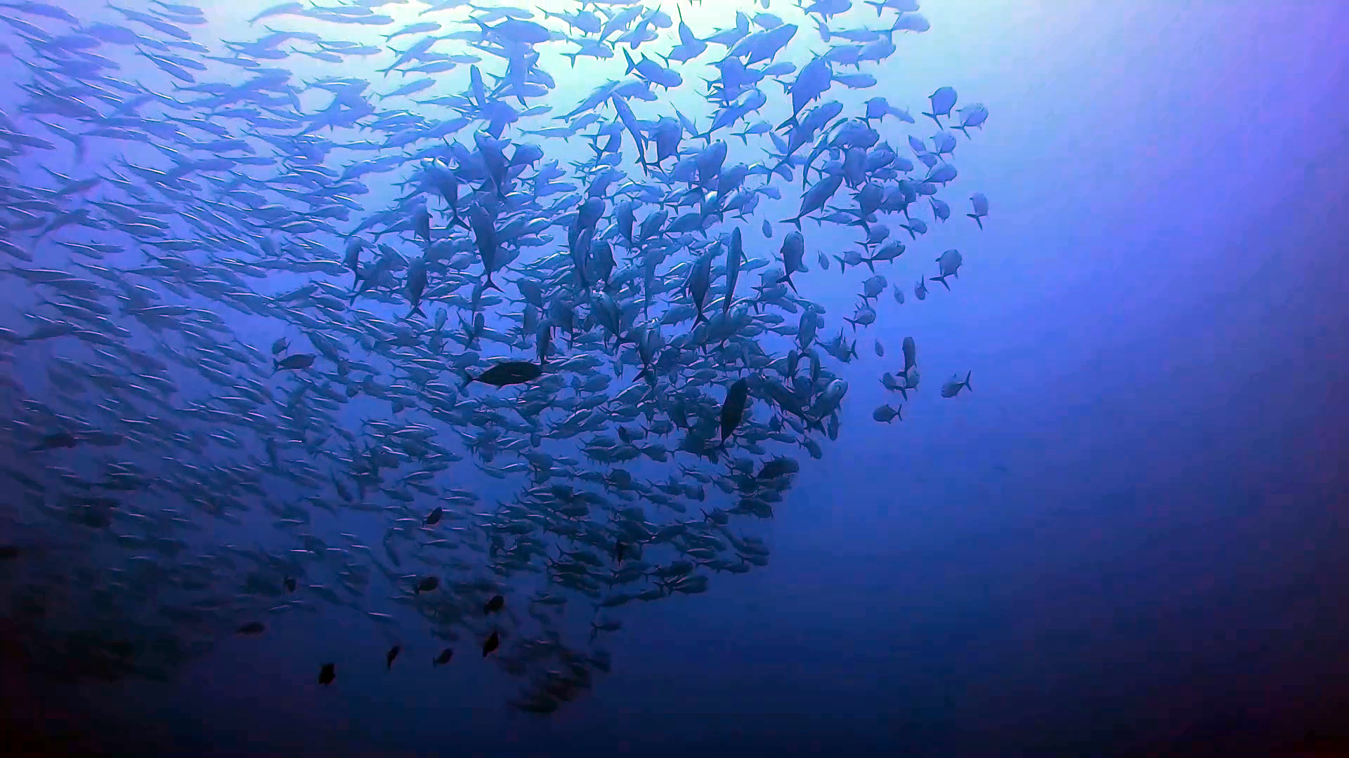 Branco di Caranx sexfasciatus - Large school of bigeye Trevally - intotheblue.it