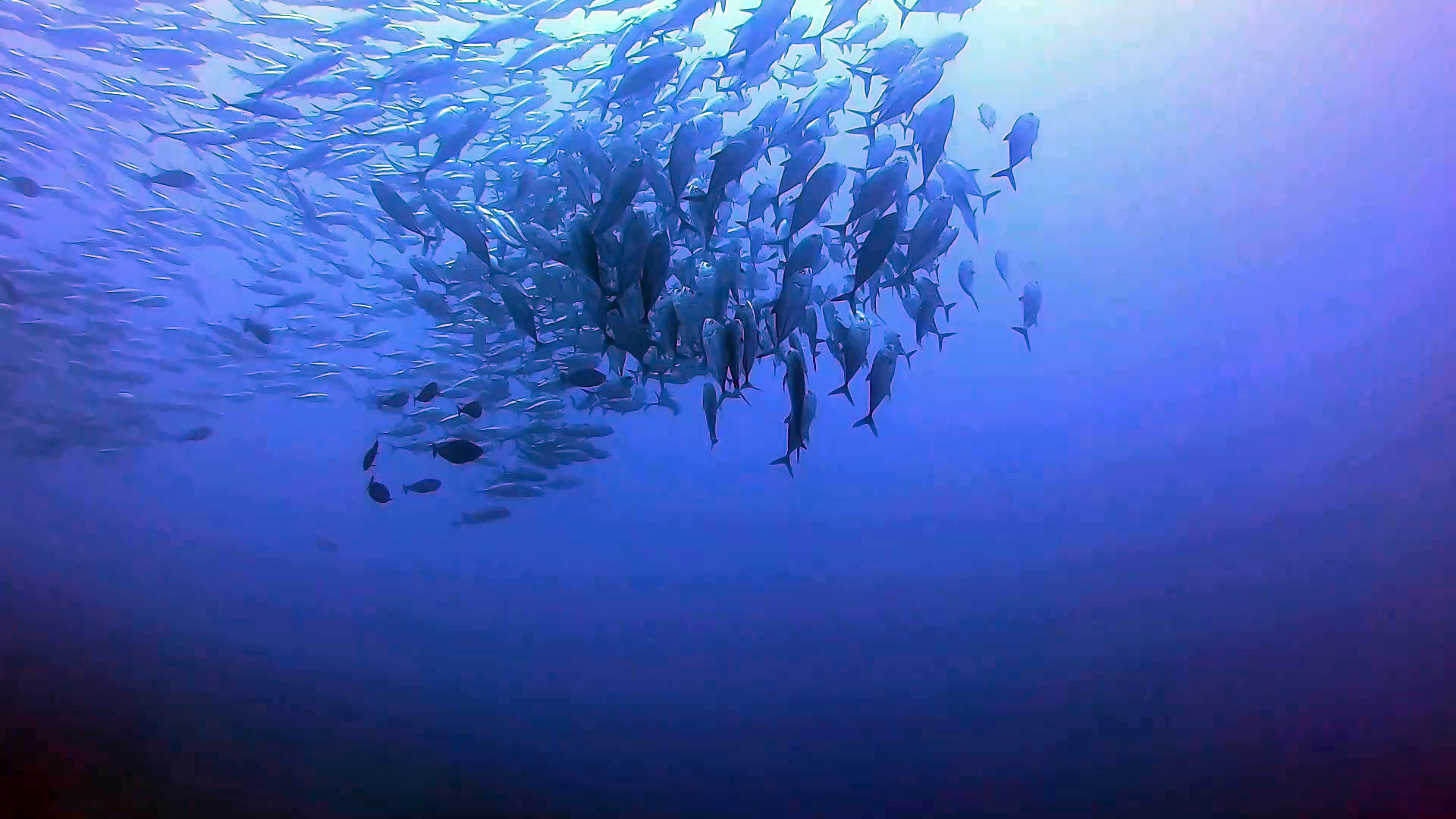 Branco di Caranx sexfasciatus - Large school of bigeye Trevally - intotheblue.it