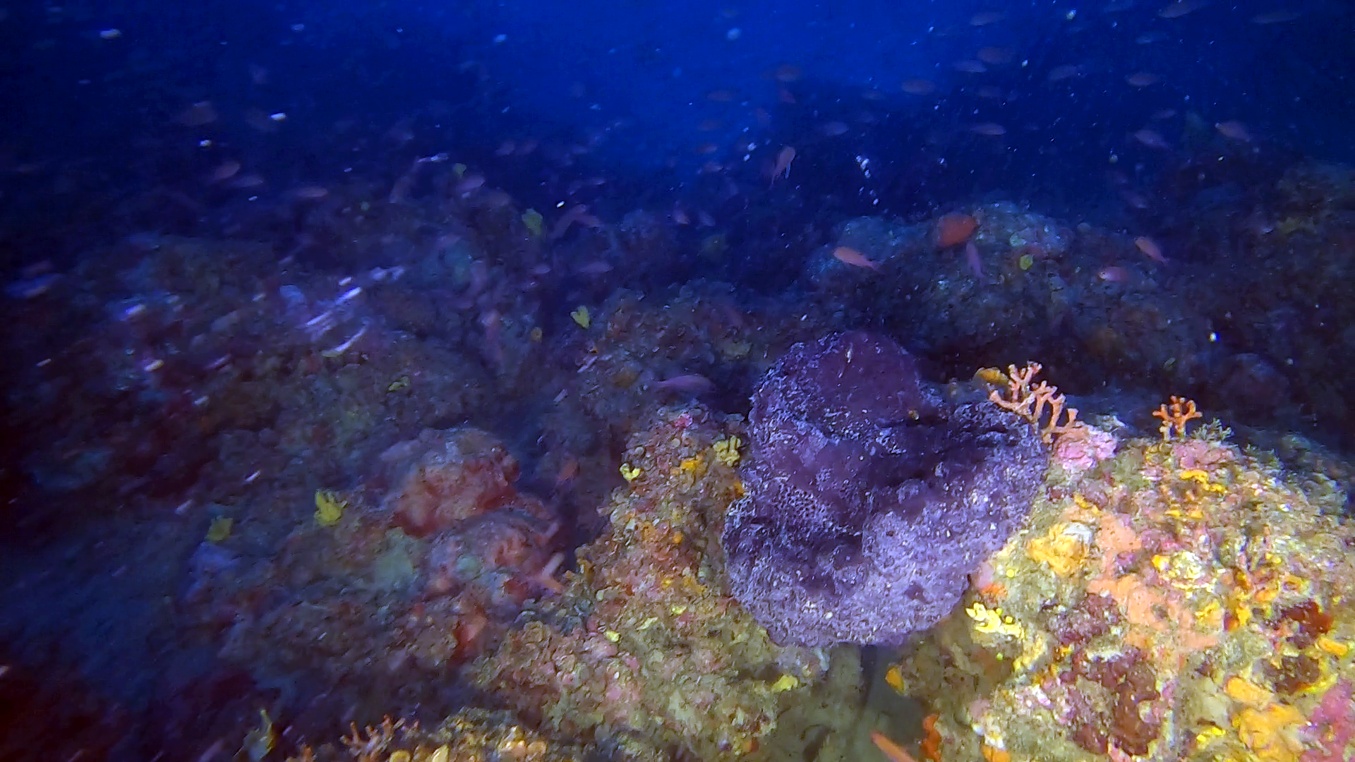 Spongia officinalis - Spugna da bagno - bath Sponge - intotheblue.it